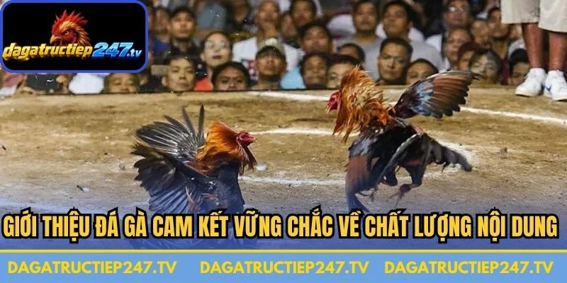 Giới thiệu đá gà cam kết vững chắc về chất lượng nội dung cập nhật