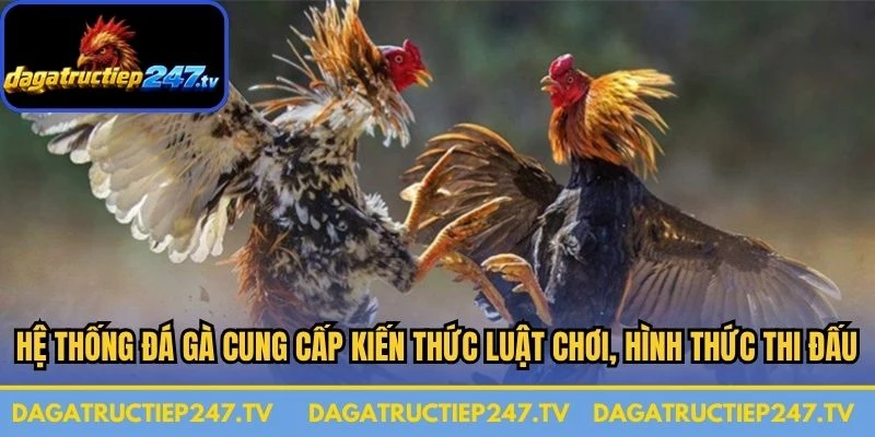 Hệ thống đá gà cung cấp kiến thức luật chơi, hình thức thi đấu phổ biến