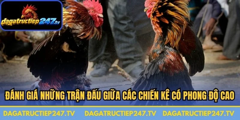 Đánh giá những trận đấu giữa các chiến kê có phong độ cao