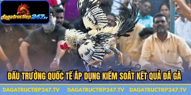 Đấu trường quốc tế áp dụng kiểm soát kết quả đá gà Thomo nghiêm ngặt