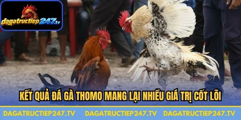 Kết quả đá gà Thomo mang lại nhiều giá trị cốt lõi