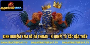 Kinh Nghiệm Xem Đá Gà Thomo