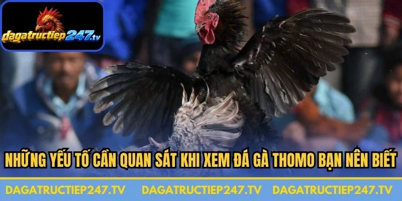 Những yếu tố cần quan sát khi xem đá gà Thomo bạn nên biết 
