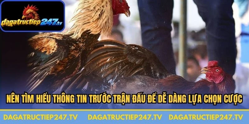 Nên tìm hiểu thông tin trước mỗi trận đấu để dễ dàng lựa chọn cược 