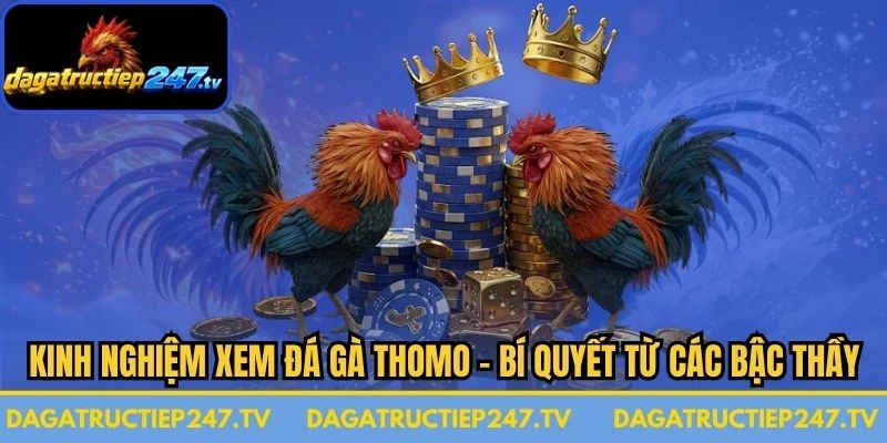 Kinh Nghiệm Xem Đá Gà Thomo