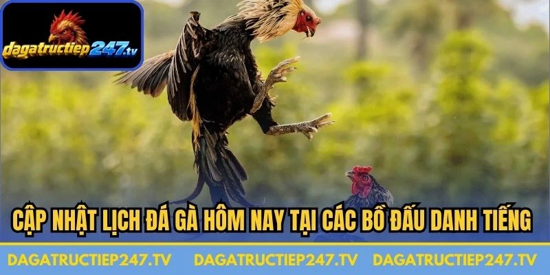 Cập nhật lịch đá gà hôm nay tại các bồ đấu danh tiếng hàng đầu