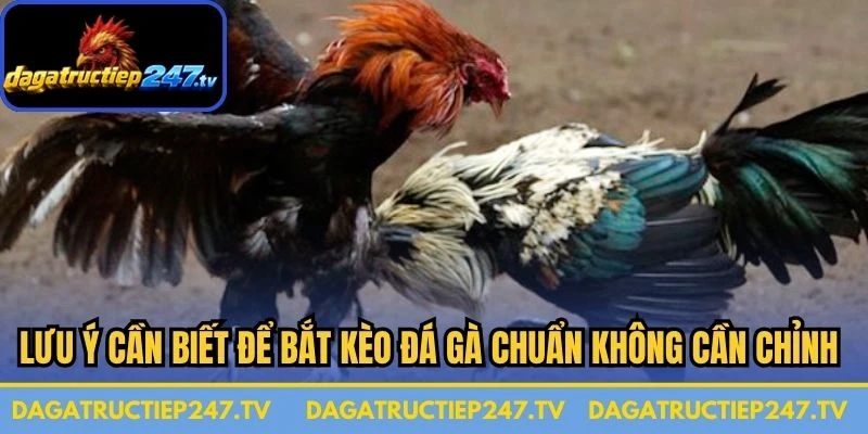 Lưu ý cần biết để bắt kèo đá gà chuẩn không cần chỉnh cho anh em sư kê