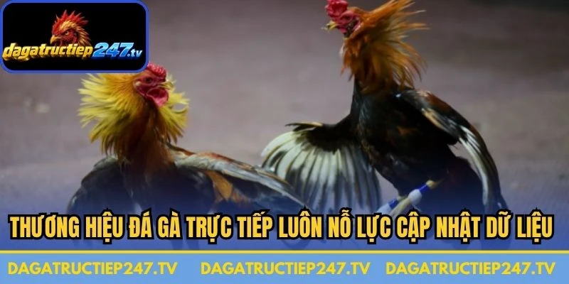 Thương hiệu Đá gà trực tiếp luôn nỗ lực cập nhật dữ liệu trận đấu sớm nhất