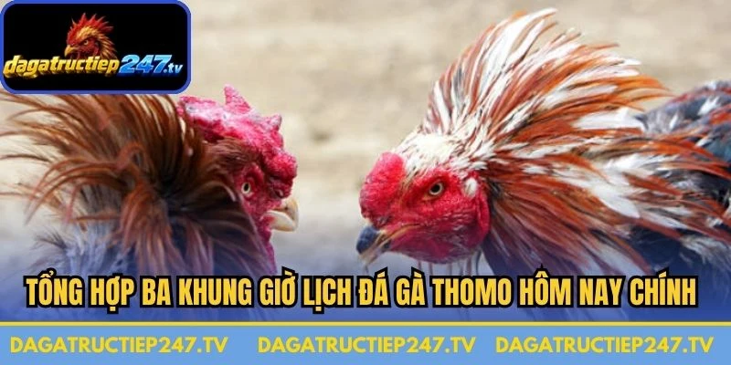 Tổng hợp ba khung giờ lịch đá gà Thomo hôm nay chính 