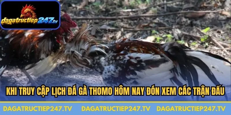 Khi truy cập lịch đá gà Thomo hôm nay đón xem các trận đấu đầy kịch tính