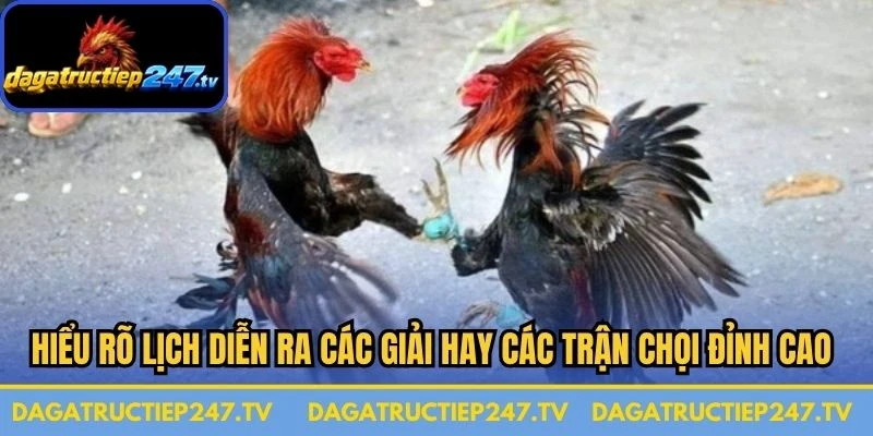 Hiểu rõ lịch diễn ra các giải hay các trận chọi đỉnh cao hàng ngày