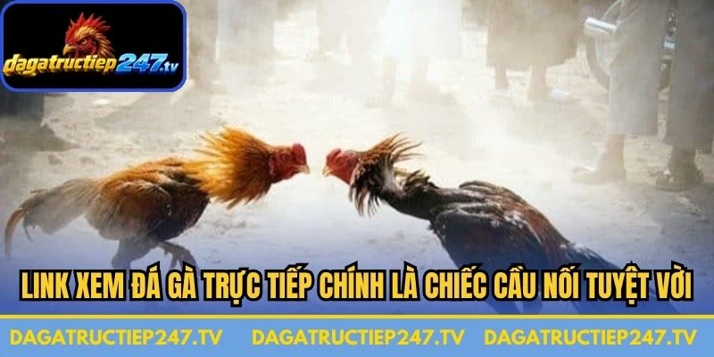 Link xem đá gà trực tiếp chính là chiếc cầu nối tuyệt vời 