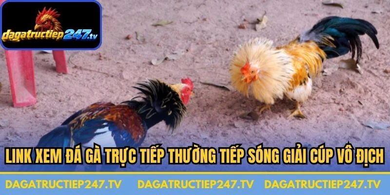 Link xem đá gà trực tiếp thường xuyên tiếp sóng những giải cúp vô địch