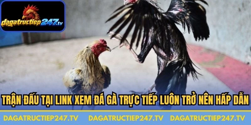 Các trận đấu tại link xem đá gà trực tiếp luôn trở nên hấp dẫn