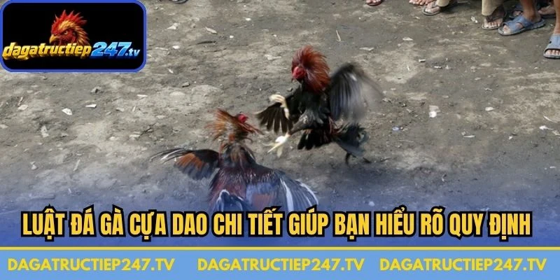 Luật đá gà cựa dao chi tiết giúp bạn hiểu rõ quy định về giải hàng đầu