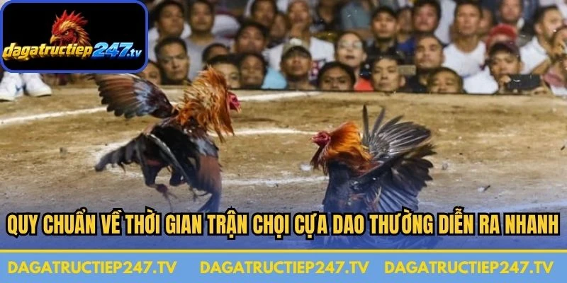 Quy chuẩn về thời gian trận chọi cựa dao thường diễn ra rất nhanh
