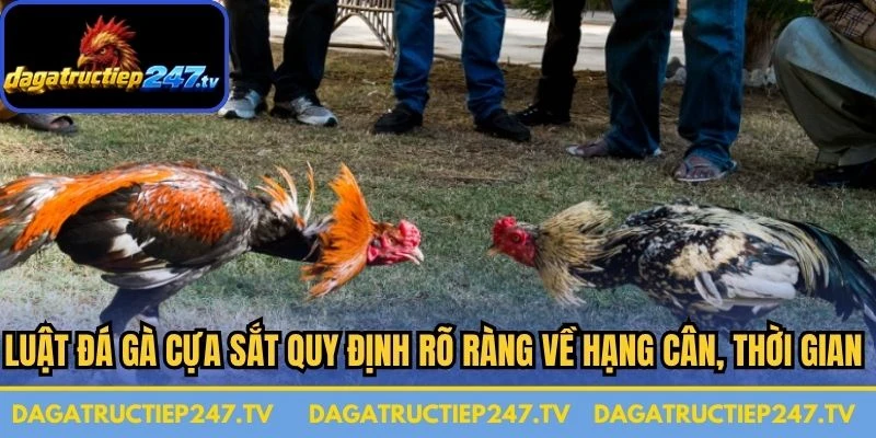 Luật đá gà cựa sắt quy định rõ ràng về hạng cân, thời gian hiệp đấu