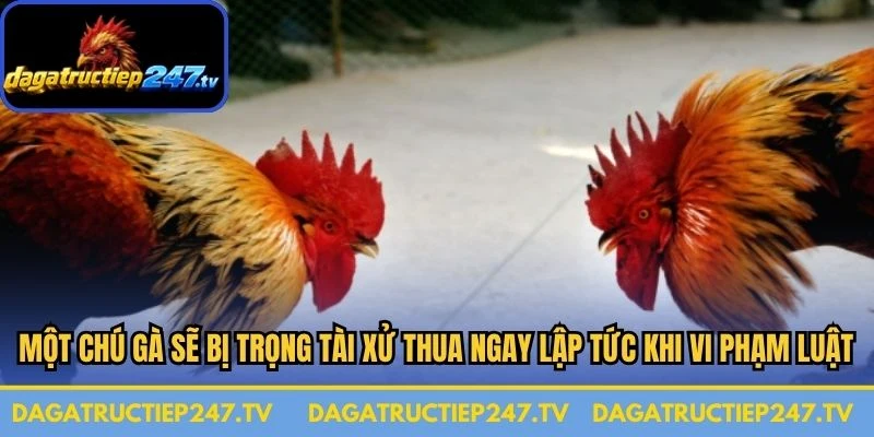 Một chú gà sẽ bị trọng tài xử thua ngay lập tức khi vi phạm luật