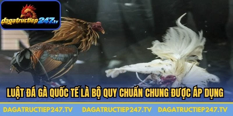 Luật đá gà quốc tế là bộ quy chuẩn chung được áp dụng chi tiết
