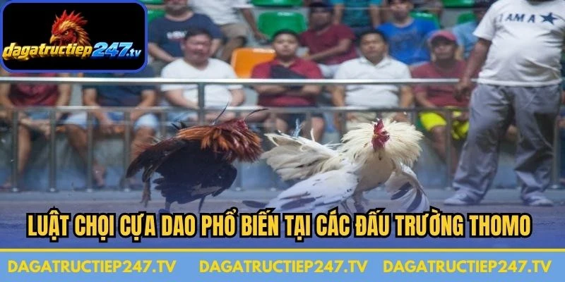 Luật chọi cựa dao phổ biến tại các đấu trường Thomo rất thú vị