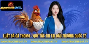 Luật Đá Gà Thomo