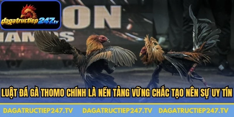 Luật đá gà Thomo chính là nền tảng vững chắc tạo nên sự uy tín