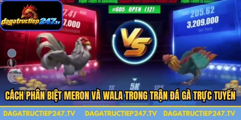Cách phân biệt Meron và Wala trong một trận đá gà trực tuyến 