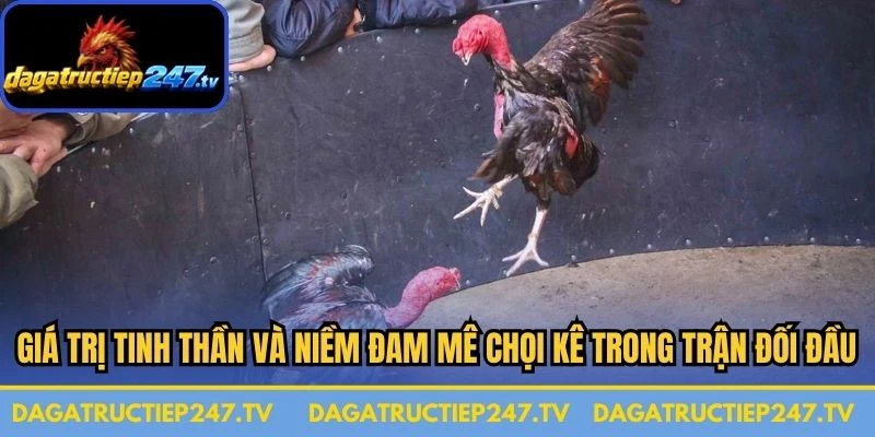 Giá trị tinh thần và niềm đam mê chọi kê trong các trận đối đầu