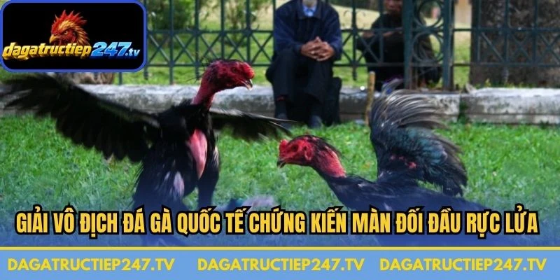 Giải vô địch đá gà quốc tế chứng kiến màn đối đầu rực lửa nhất