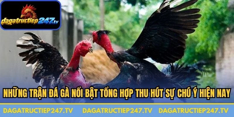 Những trận đá gà nổi bật được tổng hợp thu hút sự chú ý hiện nay