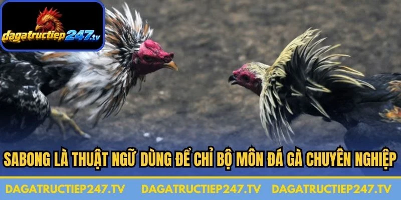 Sabong là thuật ngữ dùng để chỉ bộ môn đá gà chuyên nghiệp 