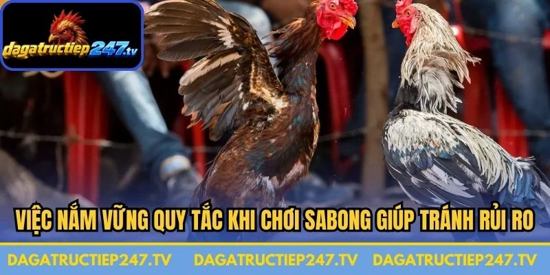 Việc nắm vững quy tắc khi chơi Sabong là gì giúp bạn tránh được những rủi ro 