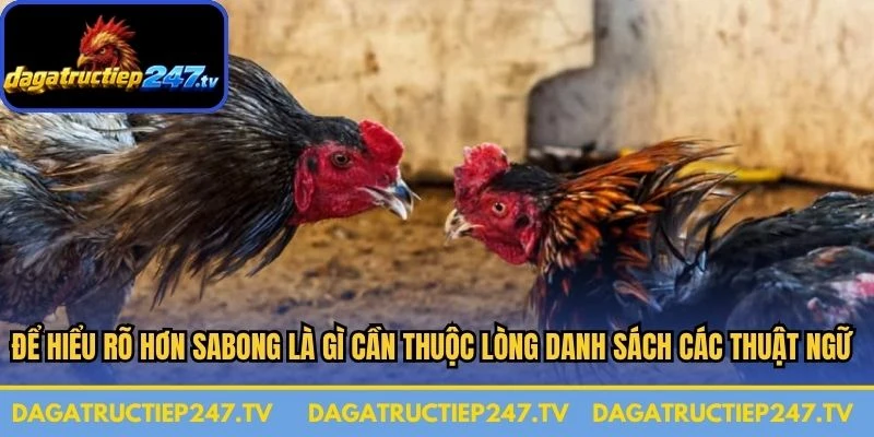 Để hiểu rõ hơn Sabong là gì thì bạn cần thuộc lòng danh sách các thuật ngữ chuyên