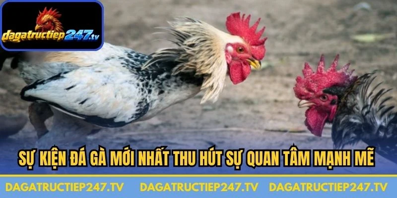 Sự kiện đá gà mới nhất thu hút sự quan tâm mạnh mẽ từ kê thủ