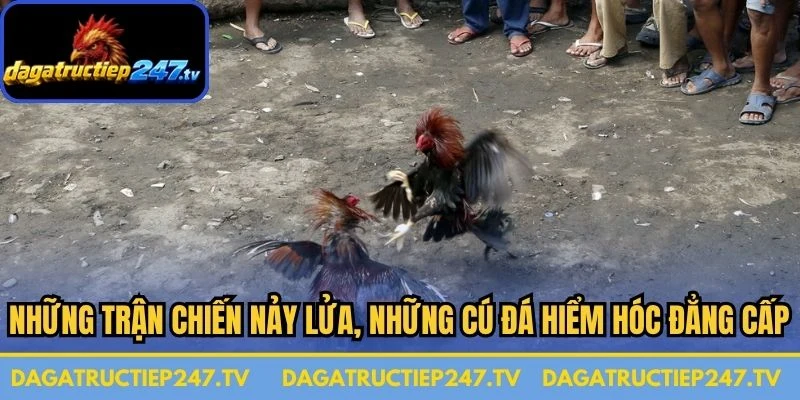 Những trận chiến nảy lửa, những cú đá hiểm hóc đẳng cấp