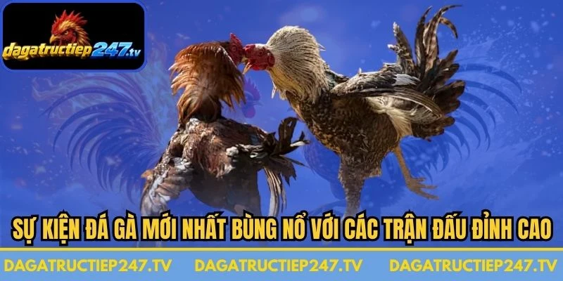 Sự Kiện Đá Gà Mới Nhất