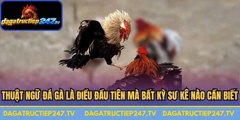 Thuật ngữ đá gà là điều đầu tiên mà bất kỳ sư kê nào cũng cần biết