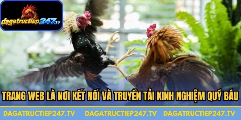 Trang web là nơi kết nối và truyền tải những kinh nghiệm quý báu