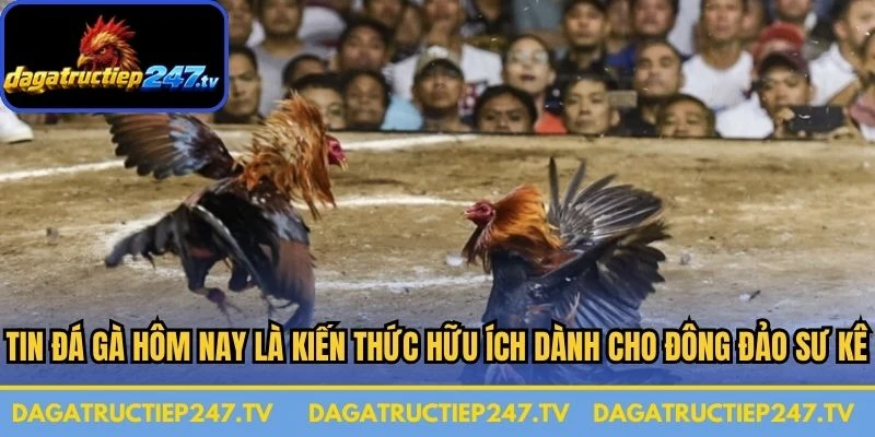Tin đá gà hôm nay là kiến thức hữu ích dành cho đông đảo sư kê