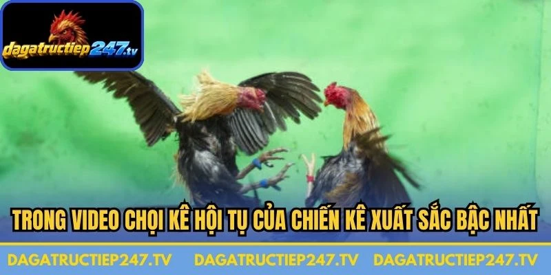 Trong video chọi kê hội tụ của những chiến kê xuất sắc bậc nhất