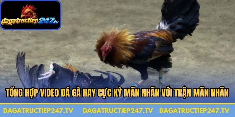Tổng hợp video đá gà hay cực kỳ mãn nhãn với những trận mãn nhãn