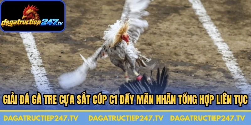 Giải đá gà tre cựa sắt cúp C1 đầy mãn nhãn được tổng hợp liên tục
