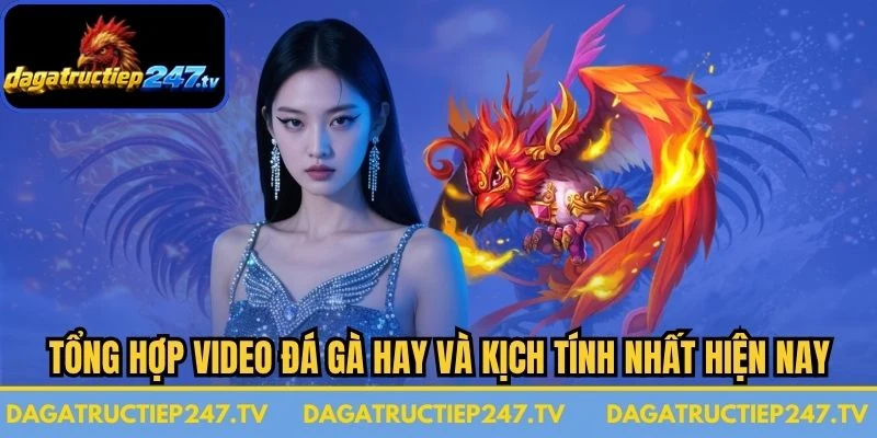 Tổng Hợp Video Đá Gà Hay