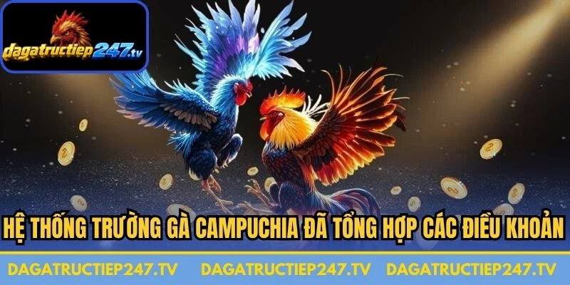 Hệ thống trường gà Campuchia đã tổng hợp các điều khoản quan trọng nhất 