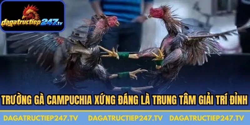 Trường gà Campuchia xứng đáng là trung tâm giải trí đỉnh cao