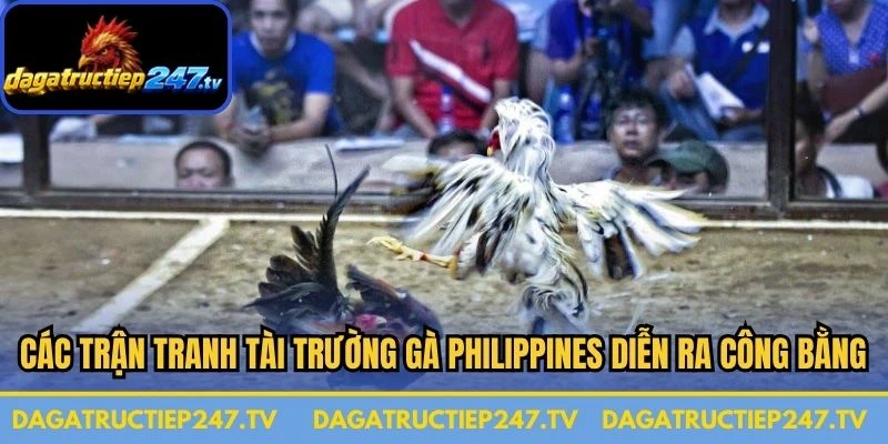 Các trận tranh tài trường gà Philippines diễn ra một cách công bằng