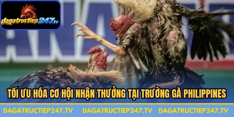 Tối ưu hóa cơ hội nhận thưởng tại trường gà Philippines