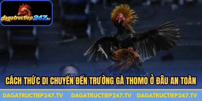 Cách thức di chuyển đến trường gà Thomo ở đâu an toàn