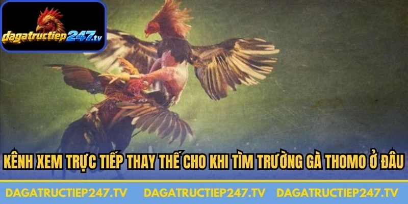Kênh xem trực tiếp thay thế cho khi tìm trường gà thomo ở đâu