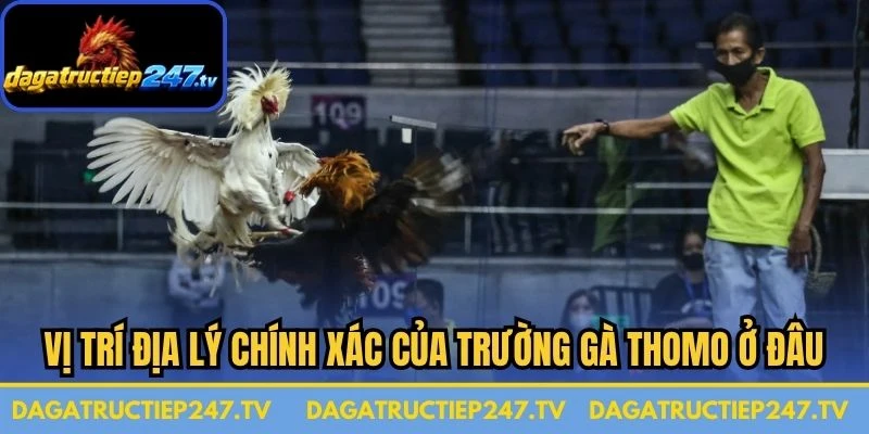 Vị trí địa lý chính xác của trường gà Thomo ở đâu